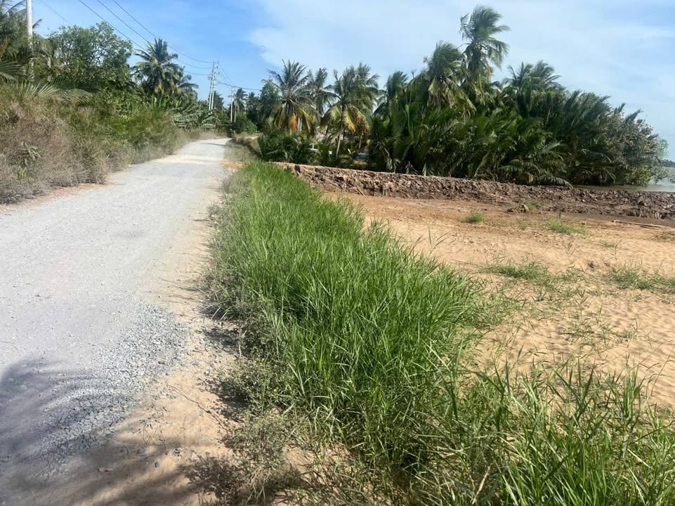 Đất vườn Giồng Trôm 1918m² - 2.7 tỷ - Tiềm năng tăng giá cao!