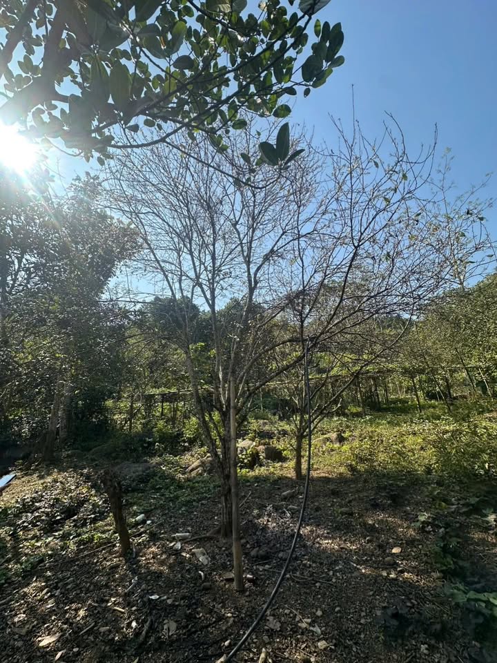 Đất Vườn Lạc Sơn Hòa Bình 757m² - Giá Đầu Tư Chỉ 200 Triệu