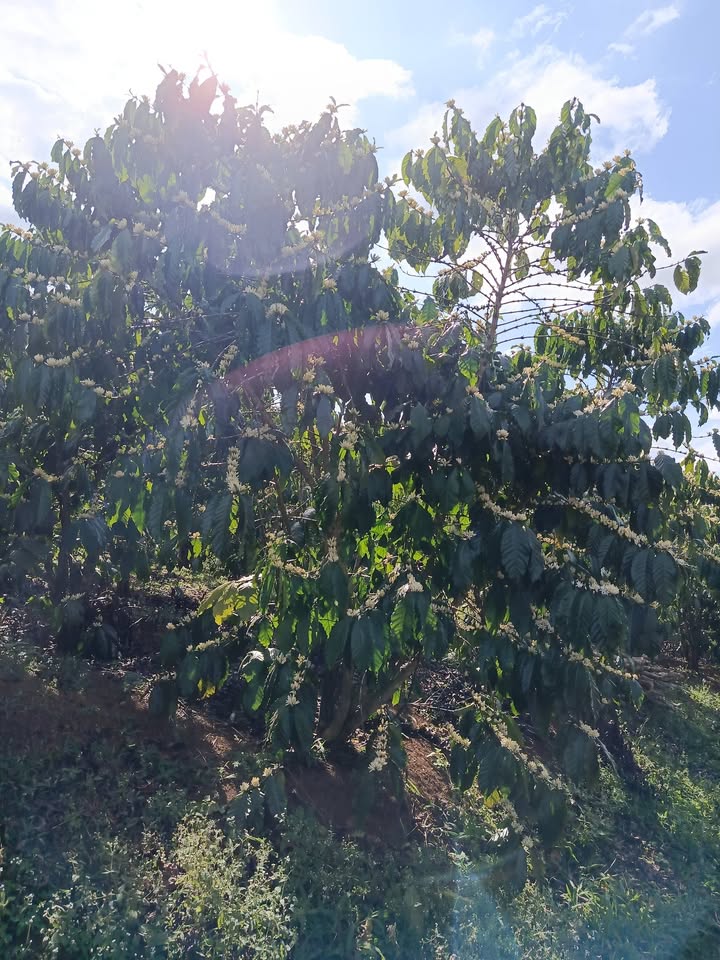 Đất nền Nao Quang, Bảo Lâm 2.4 Héc - Tiềm năng tăng giá vượt trội!