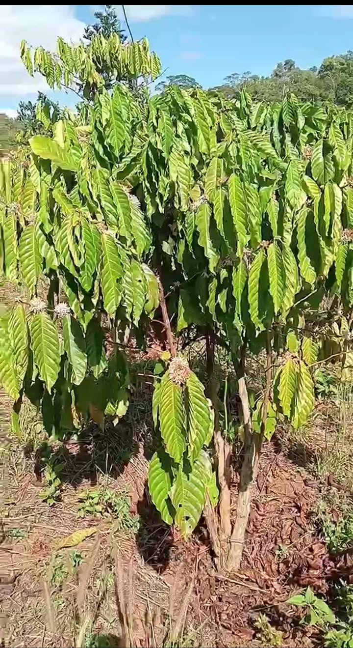 Đất nền Đồng Xuân, Phú Yên - 7500m² giá 550 triệu, ô tô tới nơi