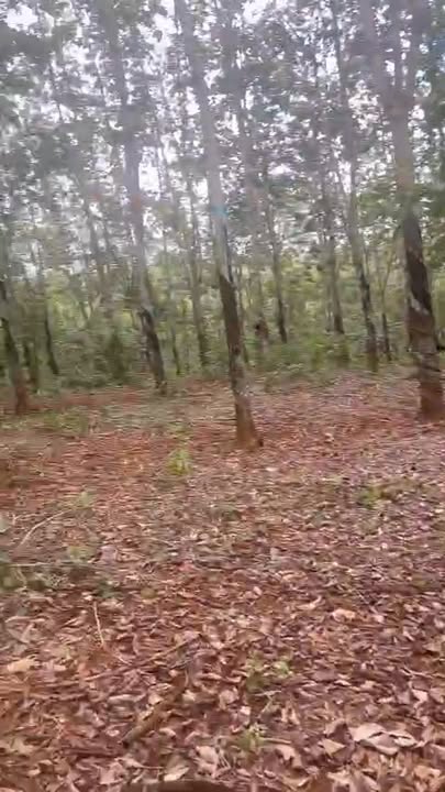 Bán Gấp Đất Vườn 32.000m² Xã Phú Riềng, Bình Phước - Sổ Đỏ Vuông Vắn, Oto Tới Vườn