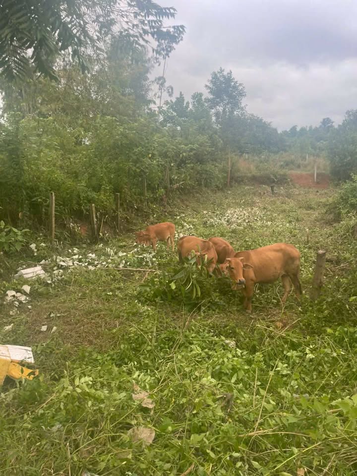 Đất nền Tam Phú Tam Kỳ 144m² giá 11.1 tỷ - Đất thổ cư 100%!