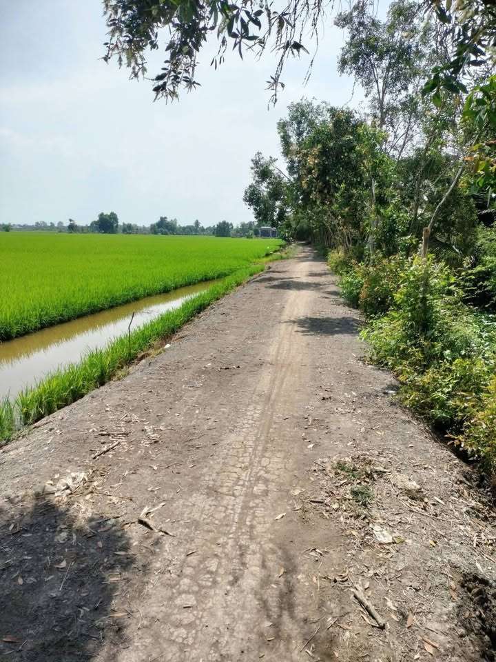 Đất Vườn Mỹ Thạnh, Thủ Thừa 2.3ha - Đầu tư dài hạn, tiềm năng sinh lời!