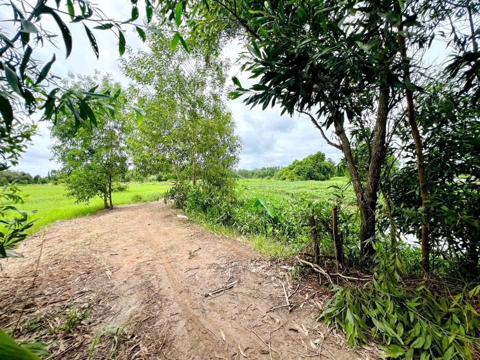 Đất nền Tân Thạnh Tây, Củ Chi 1100m² giá 1.3 tỷ - Sổ đỏ chính chủ