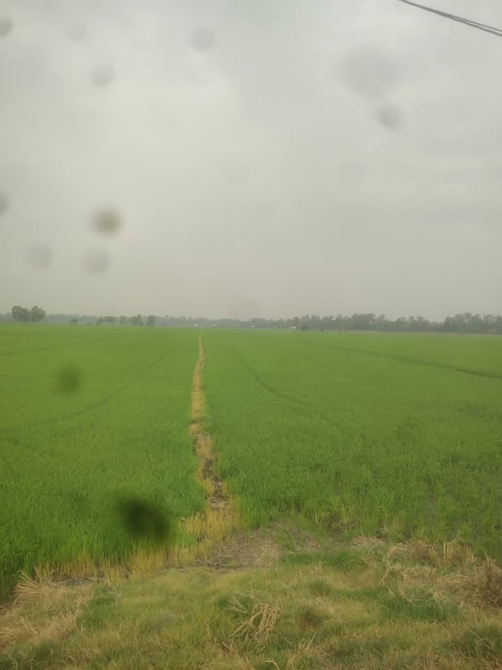 Bán Đất Vườn Đồng Tháp 3.6ha - Mặt Tiền Đường Nội Đồng Giá 3 Tỷ