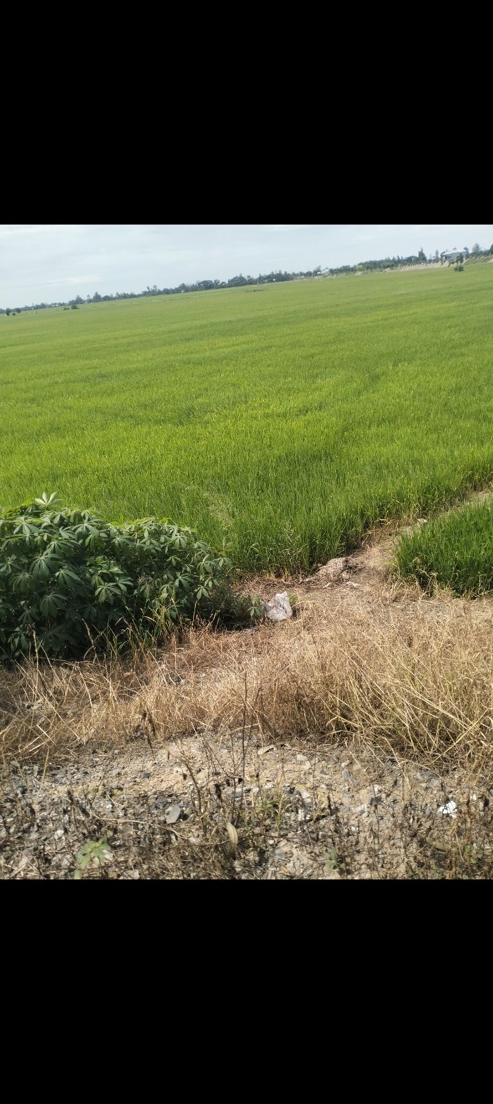 Bán Đất Ruộng Thanh Bình 30.000m² - Sổ Hồng Riêng, Đầu Tư Tốt