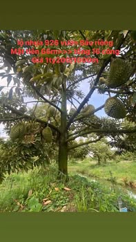 Bán Gấp 1.6ha Đất Vườn Sầu Riêng Cần Thơ - Vị Trí Đắc Địa