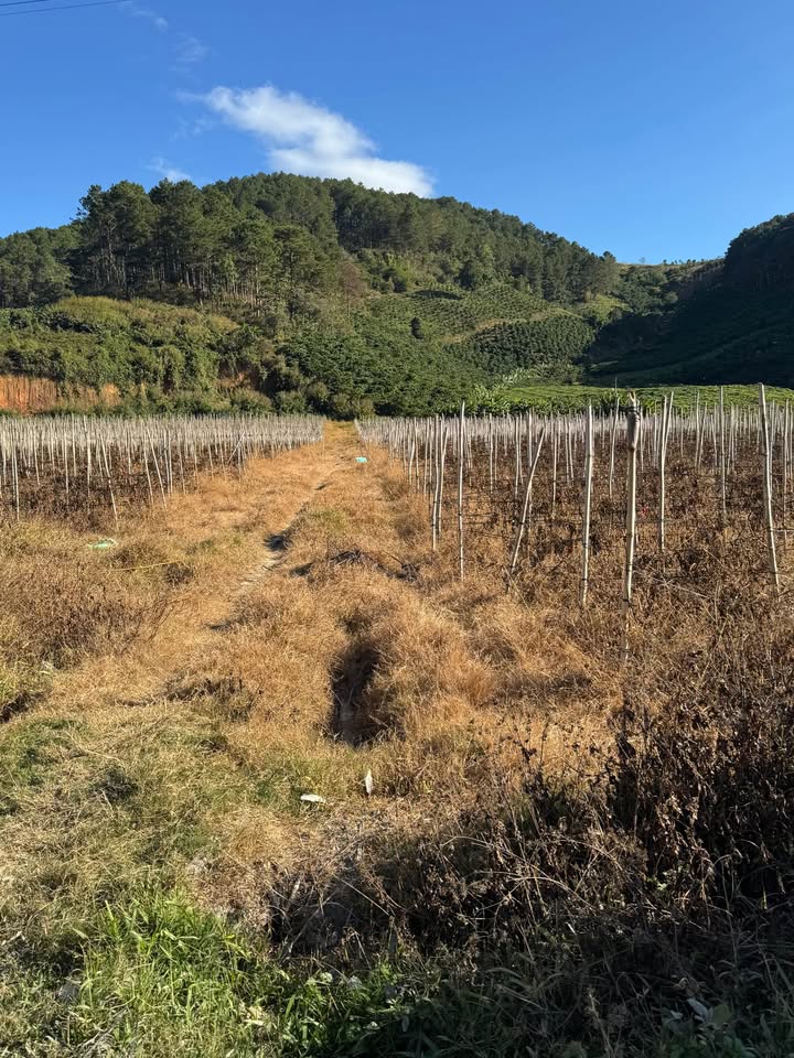 Đất Nền Đà Loan 1.4ha - Xây Dựng Tự Do, Giá Chỉ 3.5 Tỷ!