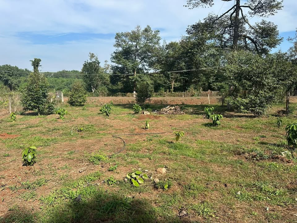 Đất vườn Kim Long 1000m² giá 1.99 tỷ - Nghỉ dưỡng lý tưởng!