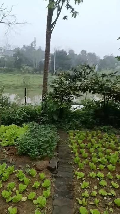 Đất Vườn Nghỉ Dưỡng 6000m² TT Phong Châu, Phú Thọ - Giá Đầu Tư 1.68 Tỷ