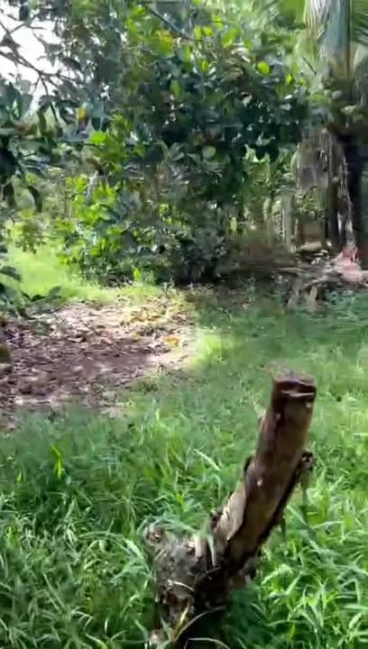 Bán Đất 600m² Xã Bình Lộc, Long Khánh - Sổ Hồng Thổ Cư, Vườn Trái Cây