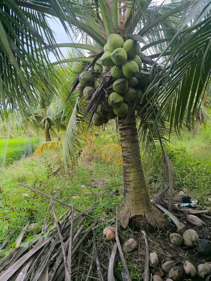 Đất Vườn Dừa 5000m² Trung Tâm Ba Tri, Bến Tre - Sổ Đỏ Rõ Ràng