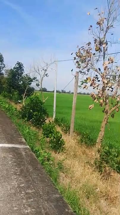 Bán Gấp 11.500m² Đất Lúa + 1000m² Thổ Cư, Mặt Tiền Đường Đan Xe Ôtô, Long An