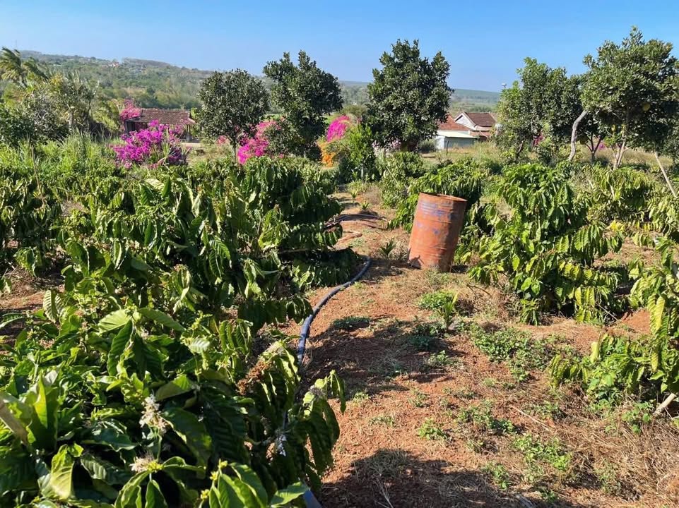 Đất nền Ia Hrú, Chư Pưh 7000m² – Pháp lý rõ ràng, tiềm năng sinh lời