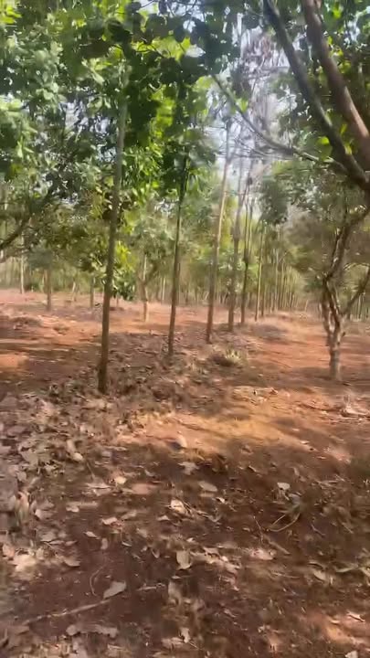 Đất Sổ Hồng 400m² Phú Riềng, Bình Phước - Giá 1 Tỷ