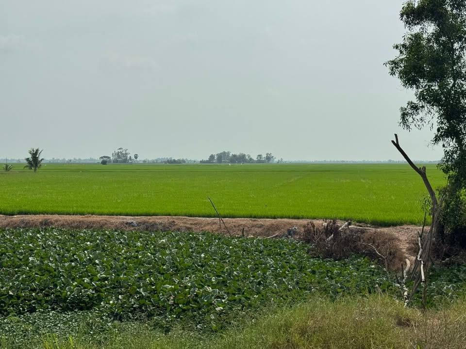 Đất Ruộng 12.000m² Xã Tân Hộ Cơ, Đồng Tháp - Vụ 3, Tự Chủ Tưới Tiêu