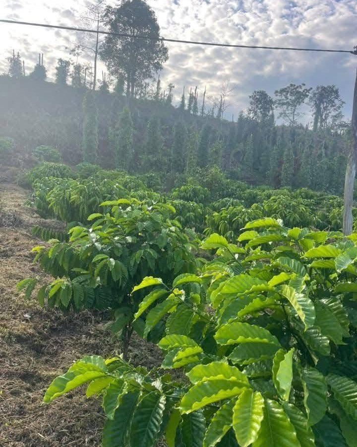 Đất Farm Trúc Sơn Cư Jút 7000m² Giá 799 Triệu - Nghỉ Dưỡng Lý Tưởng!