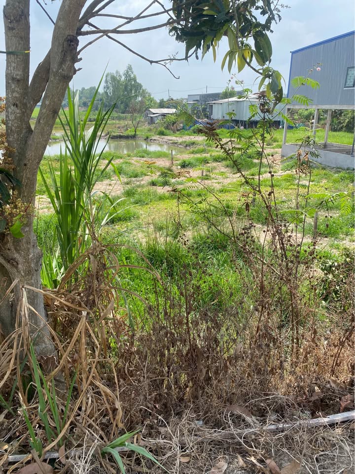 Đất nền Chợ Mới An Giang 140m² giá 350 triệu - Pháp lý rõ ràng