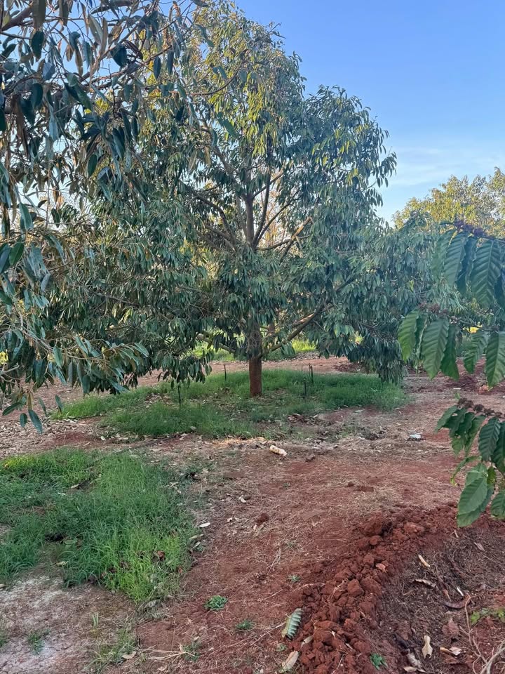 Đất Vườn Cư Mốt, Ea H'leo 5000m² - Sinh thái xanh!