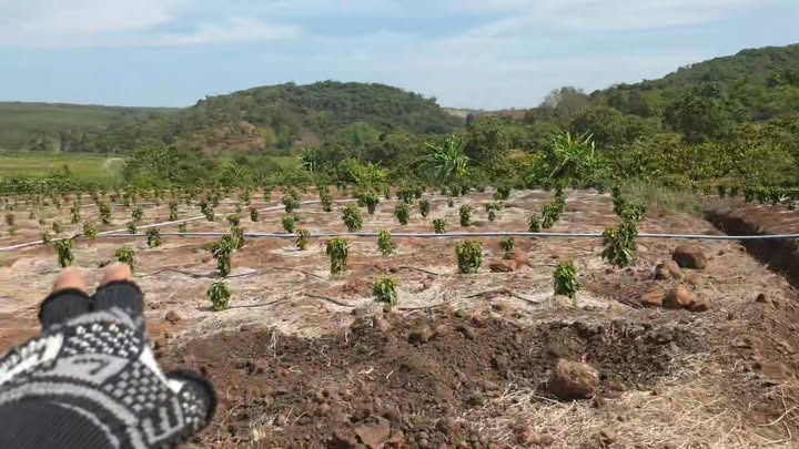 Cho thuê 10.000m² đất nông nghiệp Ia Boòng, Chư Prông - Sẵn sàng canh tác