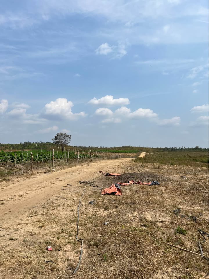 Bán Đất Vườn 4ha Vân Đồn, Quảng Ninh - Sổ Đỏ, Ô Tô Tới Nơi