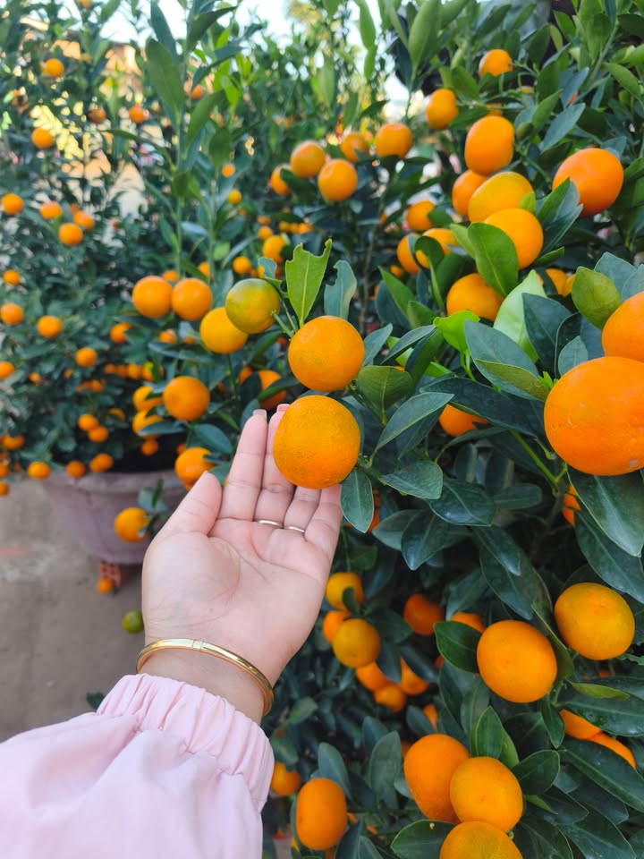 Đất Vàng Xã Ia Bă, Ia Grai - 450m² Mặt Đường Bê Tông, Giá Chỉ Từ 1 Tỷ