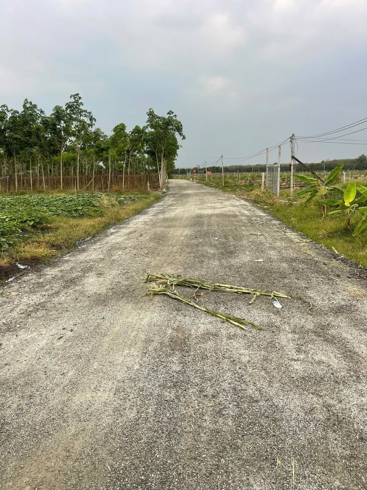 Đất Nền 9800m² Xã Phan, Dương Minh Châu, Tây Ninh - Giá 29.4 Tỷ, Sẵn Sàng Trồng Sầu Riêng