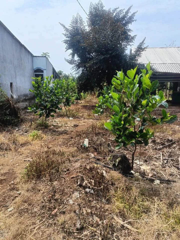 Đất Vườn Phú Lộc, Tân Phú 4300m² - Sổ Hồng Rõ Ràng!