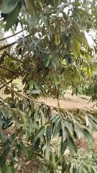 Farm Sầu Riêng 1.2 Ha Đắk Lắk - 5 Tỷ, Sẵn Sàng Thu Hoạch