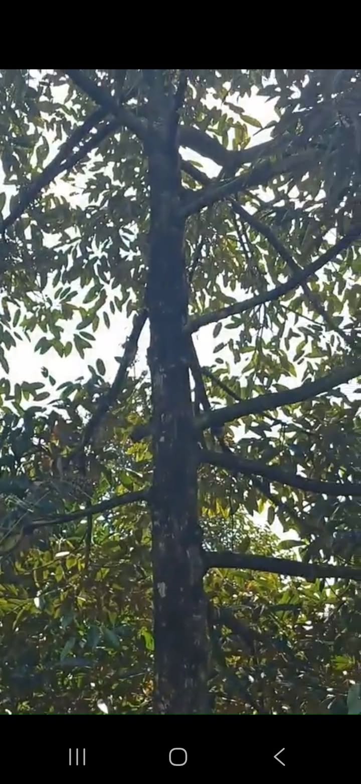 Đất Vườn 2000m² Xã Tân Phong, Tiền Giang - Sổ Riêng, Giá Tốt