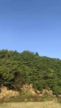 Đất vườn Đạ Rsal, Đam Rông 1440m² - Sổ đỏ chính chủ!