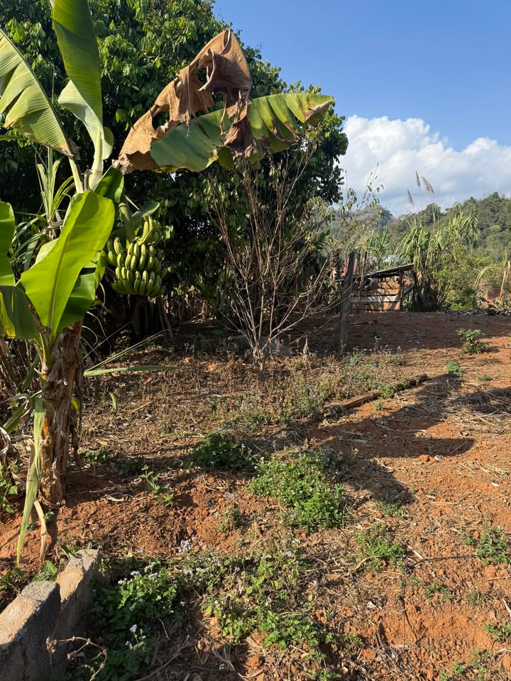 Bán Gấp Đất Nền 183m² Mặt Tiền Đường 50m Ra Cầu Kính Bạch Long - Mộc Châu