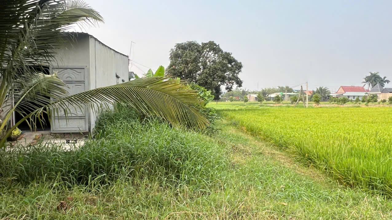 Đất Sổ Hồng Đức Hòa Đông 125m² - Giá 650 Triệu, Đường Ô Tô