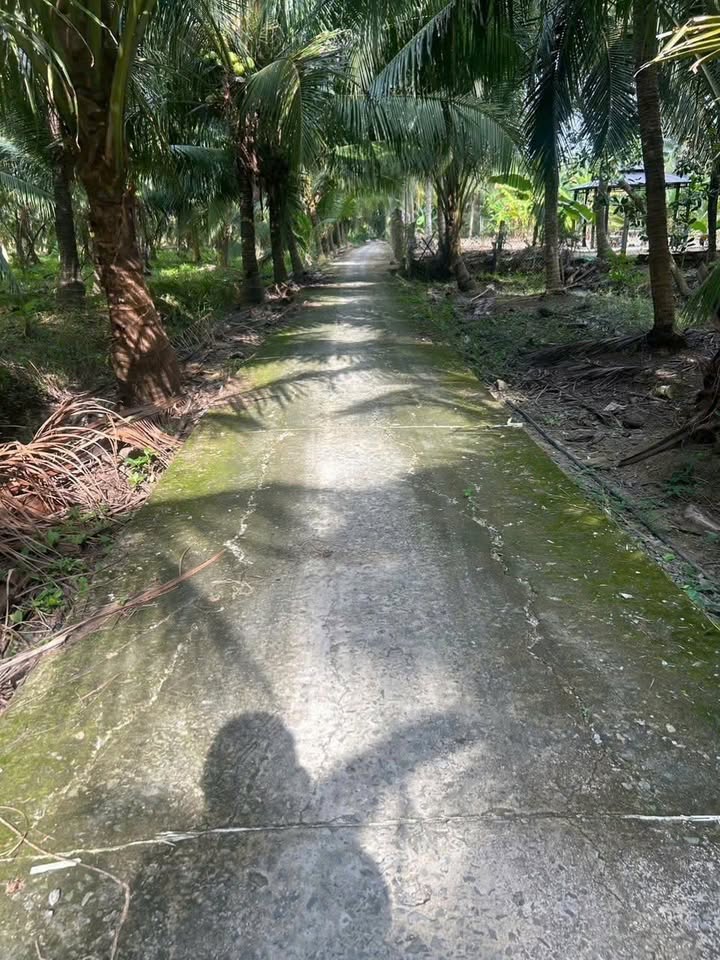 Bán Đất Vườn Dừa Bến Tre 1969m² - Giá Tốt Đầu Tư