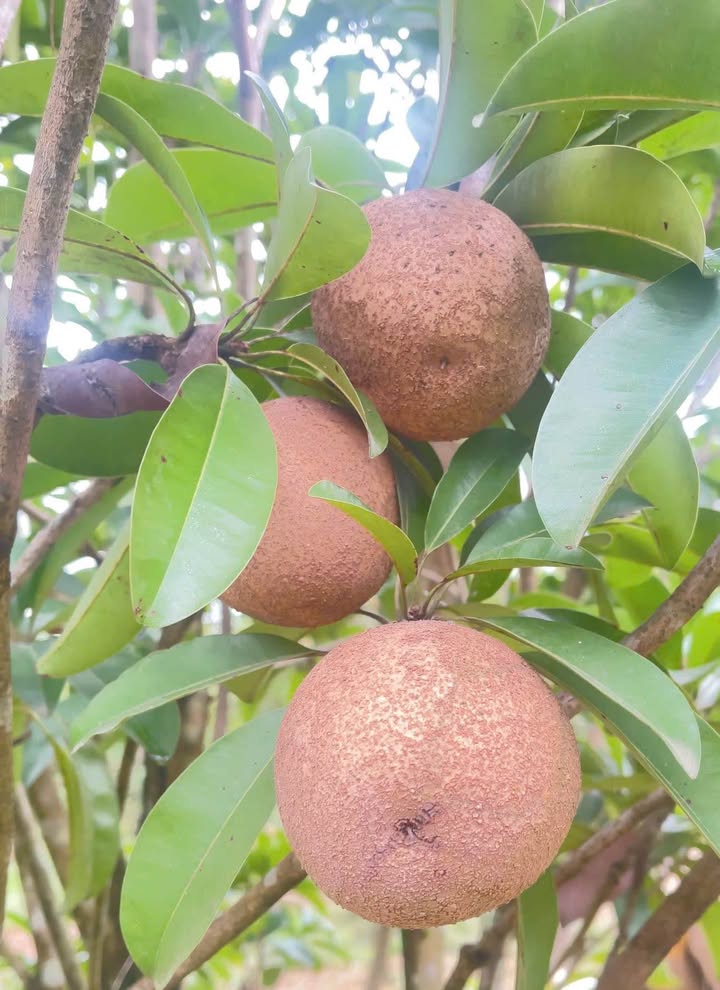 Đất nền Ngọc Lập, Yên Lập, Phú Thọ - 1476m² Sổ Đỏ, Giá 1.8 tỷ - Sẵn Nhà Vườn