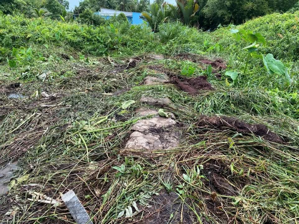 Bán Đất Cây Lâu Năm Vị Thanh 195m² - Sổ Hồng Riêng, Gần Trường Học