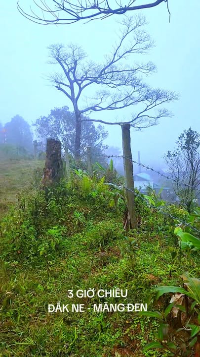 Đất Nền Măng Đen 1131m² - View Săn Mây, Giá Tốt