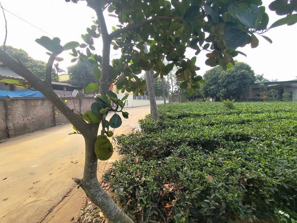 Đất nền Ba Trại, Ba Vì 729m² giá 3.645 tỷ - Pháp lý rõ ràng