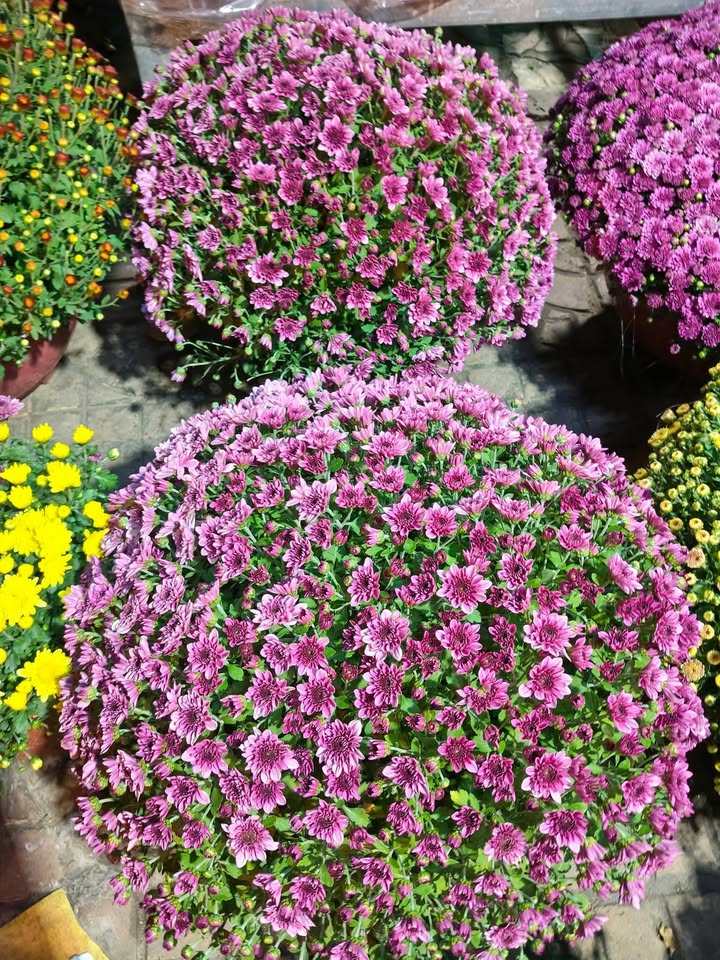 Bán Đất Mặt Tiền Thái Thị Hạnh, Ô Môn - 345m², Vị Trí Kinh Doanh Đắc Địa