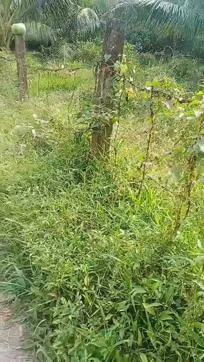 Đất Nền Vĩnh Long - Mặt Tiền Lộ Bê Tông, Sổ Riêng, Giá Tốt