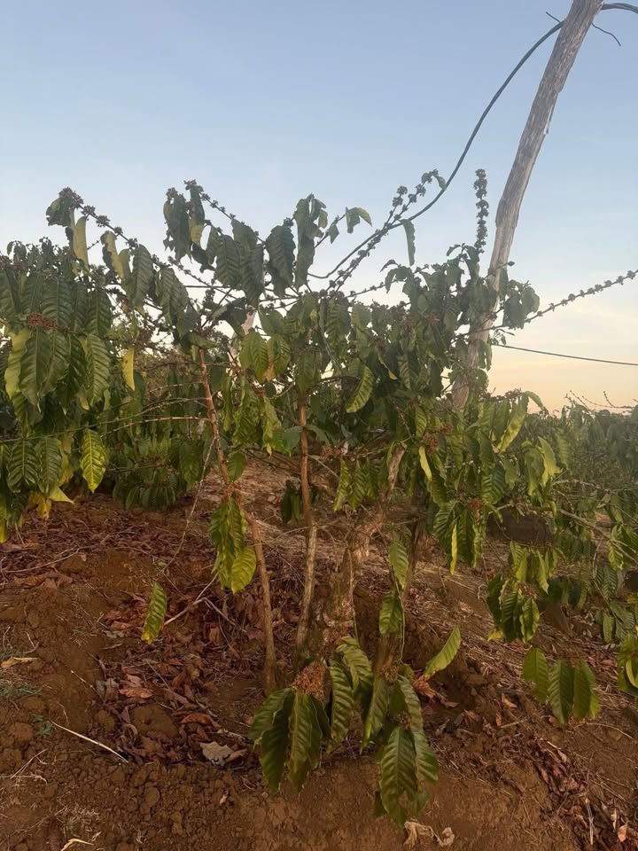 Đất Nền Cư Mốt Ea H'leo 1800m² - Sổ Đỏ Chính Chủ, Mặt Tiền Bê Tông!