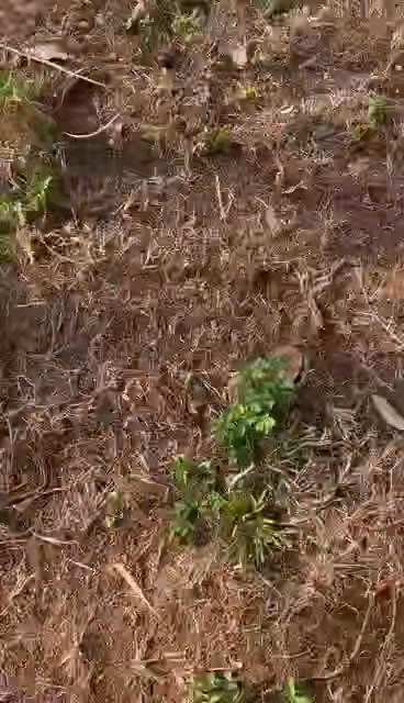 Đất Farm Ea Uy Krông Pắc 1.5ha giá 970 triệu - Sổ đỏ rõ ràng, ôm suối tự nhiên!