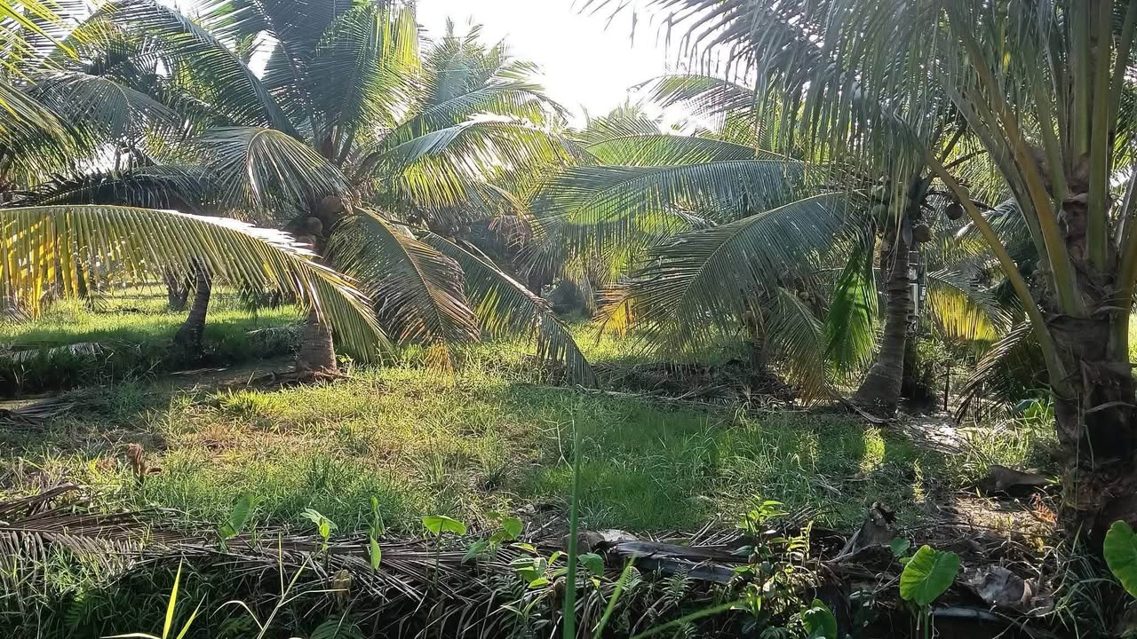 Đất vườn Giồng Trôm Bến Tre 1090m² giá 600 triệu - Nghỉ dưỡng lý tưởng!