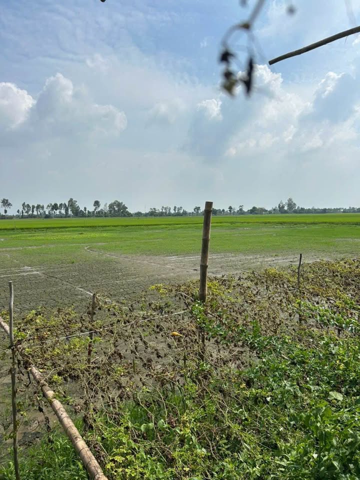 Bán Đất Lúa 500m² Phường Mỹ Thới, Long Xuyên - Giá 250 Triệu