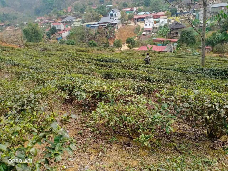 Bán Gấp Đất Nền Mộc Châu 650m² - Gần Thác Chiềng Khoa - Giá Đầu Tư 290 Triệu