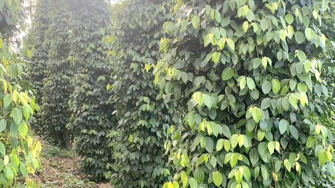 Bán Đất Farm Đắk Glong 5ha Giá 4.8 Tỷ - Cơ Hội Đầu Tư Dài Hạn