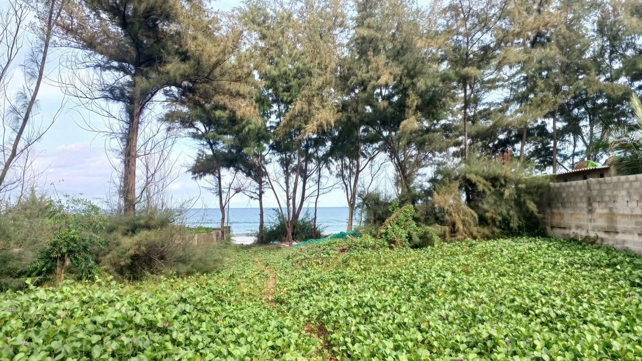 Đất Biển Hòn Rơm 1400m² Sổ Đỏ Chính Chủ - Đầu Tư Sinh Lời Hấp Dẫn