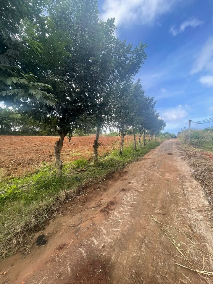 Đất rẫy Hòa Xuân BMT 6400m² - Tiềm năng tăng giá!