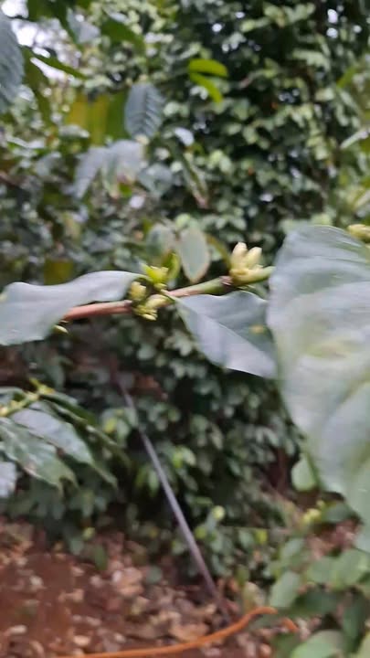 Bán gấp 7 sào đất Đắk Lắk - Vườn cà phê, sầu riêng, tiêu thu nhập cao