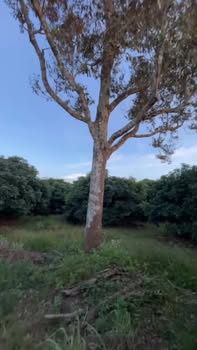 Bán Gấp Vườn Sầu Riêng 6.5 Sào Đắk Lắk - Sổ Hồng Thổ Cư, Giá 2.5 Tỷ